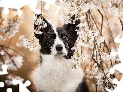 Pies, GaĹÄ
zki, Drzewo owocowe, Border collie