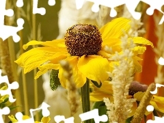 Rudbekia, Kwiat, ĹťĂłĹta