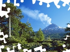 Góra, Wulkan, Drzewa