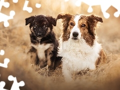 Pies, Szczeniak, Rozmycie, Border collie