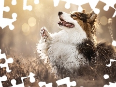Pies, Trawa, Rozmycie, Welsh corgi pembroke