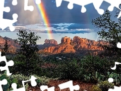 Kaktusy, SkaĹy, TÄcza, Arizona, Drzewa, BrÄzowe, Cathedral Rock, Stany Zjednoczone, Sedona, RoĹliny