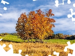 Kamienie, WzgĂłrze, Drzewa, ĹÄka, JesieĹ