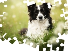 Dmuchawce, Rozmycie, Border collie, ĹÄka, Pies