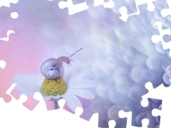 Ĺlimak, BiaĹy, Kwiat, Rumian polny
