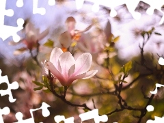 Magnolia, Kwiat, GaĹÄ
zki, Róşowy