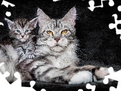 Koty, DuĹźy, Maine coon, MaĹy