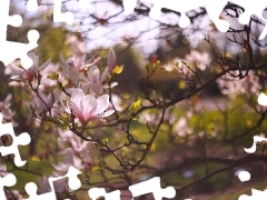 Krzew, GaĹÄ
zki, Róşowe, Kwiaty, Magnolia