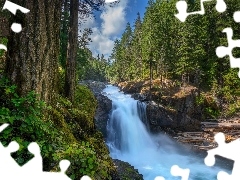 Park Narodowy Mount Rainier, Las, RoĹlinnoĹÄ, Wodos