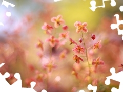 Czerwone, Epimedium, ZbliĹźenie, Kwiaty