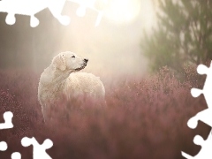 Golden retriever, Wrzosy
