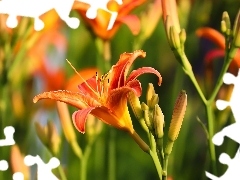 PomaraĹczowe, Kwiaty, Lilie