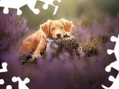 Pies, Wrzosy, PieĹ, Retriever z Nowej Szkocji