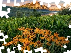GĂłry, Jezioro, Balsamorhiza, Trawa, Kwiaty