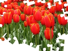 Tulipany, Czerwone