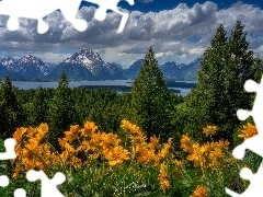GĂłry Teton Range, Drzewa, Balsamorhiza, Las, Kwiaty, Park