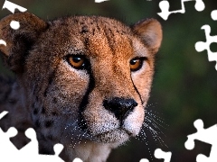 ZbliĹźenie, Gepard, GĹowa