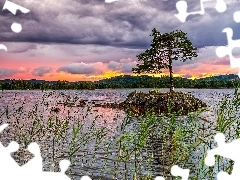 SkaĹa, Jezioro, Szuwary, Drzewo