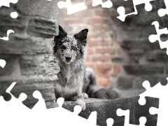 Pies, Mur, CegĹy, Border collie