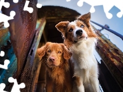 Retriever z Nowej Szkocji, Dwa, ZardzewiaĹy, Wagon Spojrz