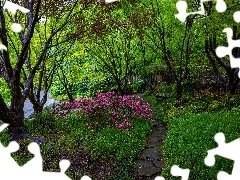 KwitnÄ
cy, Park, Róşanecznik, ĹcieĹźka, Krzew,