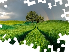 Zielone, Drzewa, TÄcza, Pola