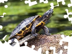 Rozmycie, ĹťĂłĹw, KĹoda
