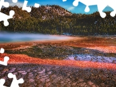Grand Prismatic Spring, GĂłra, Stany Zjednoczone, Drzewa,