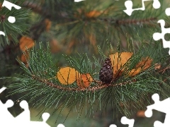 ŝóĹte, LiĹcie, Sosna, Szyszka, GaĹÄ
zka