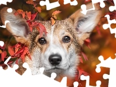 LiĹcie, Pies, Welsh corgi pembroke
