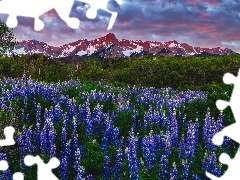 Drzewa, Ĺubin, ZieleĹ, GĂłry, Mount Sneffels, Chmury