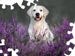 BiaĹy, Labrador retriever, Wrzosy, Pies