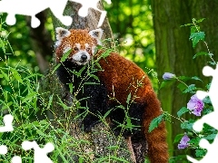 Pandka ruda, Liście, Kwiatek, Drzewa