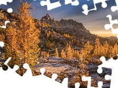 GĂłry, Modrzewie, JesieĹ, Drzewa