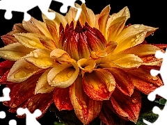 Dalia, Krople, Grafika, Kwiat