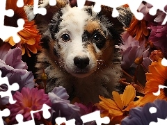 2D, Owczarek australijski-australian shepherd, Szczeniak, Kw