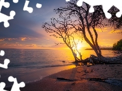 Drzewa, Morze, Niebo, Zachód słońca, Gałęzie, Plaża
