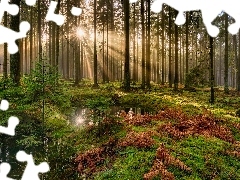 Paprocie, Mech, Drzewa, Promienie słońca, Las