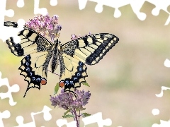 Motyl, Kwiaty, Gałązka, Paź królowej