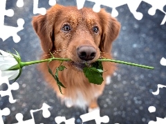 Róża, Rudy, Pies