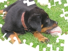 Owczarek francuski Beauceron, piłka, Młody