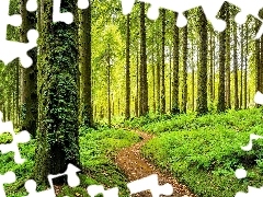 Paprocie, Zieleń, Drzewa, Ścieżka, Las