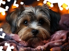 Pyszczek, Pies, Tkanina, Blask, Kolorowa, Yorkshire terrier