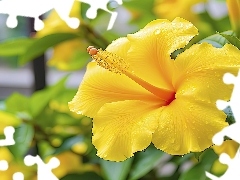 Zbliżenie, Żółty, Hibiskus