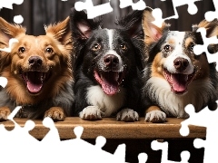 Pyski, Border collie, Psy, Otwarte, Trzy