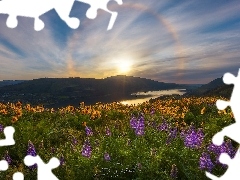 Żółte, Rezerwat przyrody Columbia River Gorge, Balsamorhiza, Kwiaty, Łąka, Stany Zjednoczone, Stan Waszyngton, Rzeka Kolumbia, Góry Kaskadowe, Słoneczny blask, Łubin