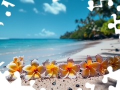 Morze, Grafika Kwiat, Kwiaty, Plaża, Plumeria