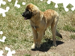 Leonberger, Szczeniak