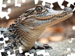 Paszcza, Aligator, Zbliżenie