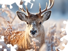 Zima, Śnieg, Rośliny, Jeleń